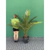 PHOENIX CANARIENSIS, DATLOVÁ PALMA  190 CM