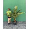 PHOENIX CANARIENSIS, DATLOVÁ PALMA  200 CM