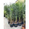 PHOENIX CANARIENSIS, DATLOVÁ PALMA  200 CM