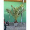 PHOENIX CANARIENSIS, DATLOVÁ PALMA  170 CM