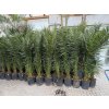 PHOENIX CANARIENSIS, DATLOVÁ PALMA  190 CM