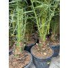 PHOENIX CANARIENSIS, DATLOVÁ PALMA  200 CM