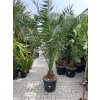 PHOENIX CANARIENSIS, DATLOVÁ PALMA  190 CM