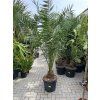 PHOENIX CANARIENSIS, DATLOVÁ PALMA  200 CM