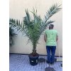 PHOENIX CANARIENSIS, DATLOVÁ PALMA  170 CM
