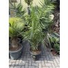 PHOENIX CANARIENSIS, DATLOVÁ PALMA  190 CM