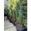 PHOENIX CANARIENSIS, DATLOVÁ PALMA  170 CM