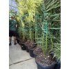 PHOENIX CANARIENSIS, DATLOVÁ PALMA  200 CM