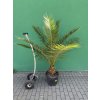 PHOENIX CANARIENSIS, DATLOVÁ PALMA  190 CM