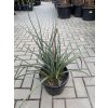 hesperaloe parviflora, -22°C, 40 cm