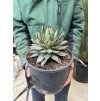 Agave Burnt Burgundy