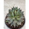 Agave Burnt Burgundy