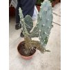 Opuntia Quimilo