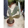 Opuntia Quimilo