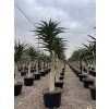 Aloe stromová, Hybrid. "Sanson" 255 cm