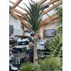 Aloe stromová, bainesii 350 cm