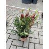 Štětkovec "splendens" 30 cm
