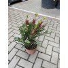Štětkovec "splendens" 30 cm