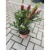 Štětkovec "splendens" 30 cm