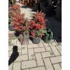 Štětkovec "splendens" 30 cm