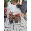 Štětkovec "splendens" 30 cm