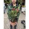 Callistemon holy spirit 40 cm