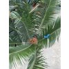 Cycas panzhihuaensis 110 cm