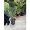 Cycas panzhihuaensis 110 cm