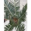 Cycas panzhihuaensis 75 cm