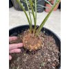 Cycas panzhihuaensis 75 cm