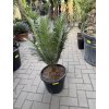 Cycas panzhihuaensis 75 cm