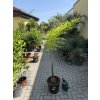 Cycas Multifrondis