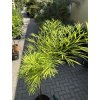 Cycas Multifrondis