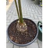 Cycas Multifrondis