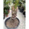 Cycas circinalis 250 cm