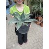 Agave Ovatifolia. 25cm