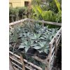 Agave Ovatifolia. 25cm