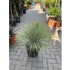 yucca thompsoniana 70 cm