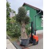 Yucca Filifera, 250 cm