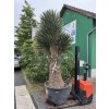 Yucca Filifera, 250 cm