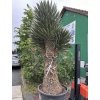 Yucca Filifera, 250 cm