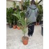 HYOPHORBE VERSHAFELTII, 100 CM