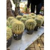 Echinocactus Grusonii 10 cm
