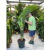 Alocasia Portodora 170 cm