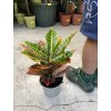 Codiaeum variegatum "Petra", Kroton 35 cm