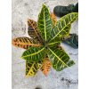Codiaeum variegatum "Petra", Kroton 35 cm