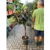 Ficus elastica Melany 160 cm
