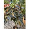 Ficus elastica Melany 160 cm