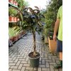 Ficus elastica Melany 160 cm