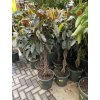 Ficus elastica Melany 160 cm